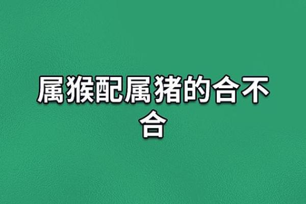 11年属兔男和07年属猪女般配吗(11年属兔男与07年属猪女的契合度如何)